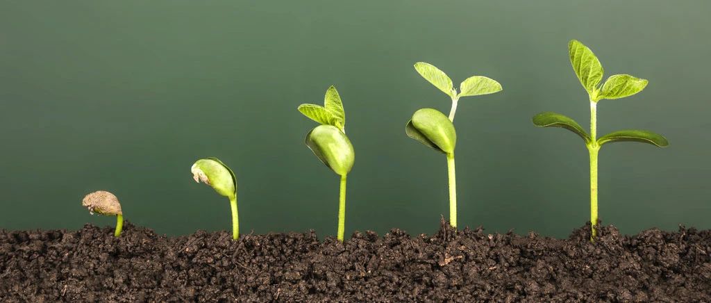 土壤酸堿，一測便知(圖1)